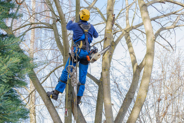 Best Utility Line Clearance  in Madras, OR