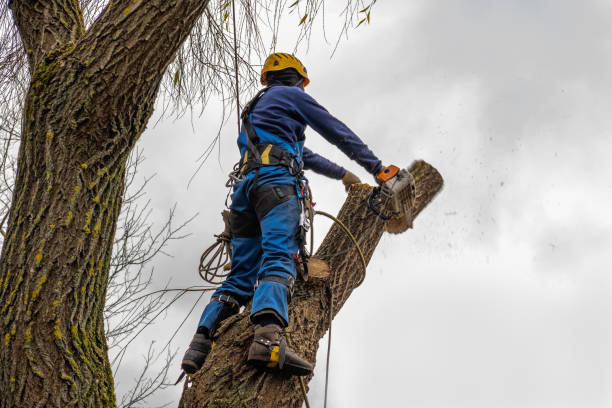 Best Root Management and Removal  in Madras, OR